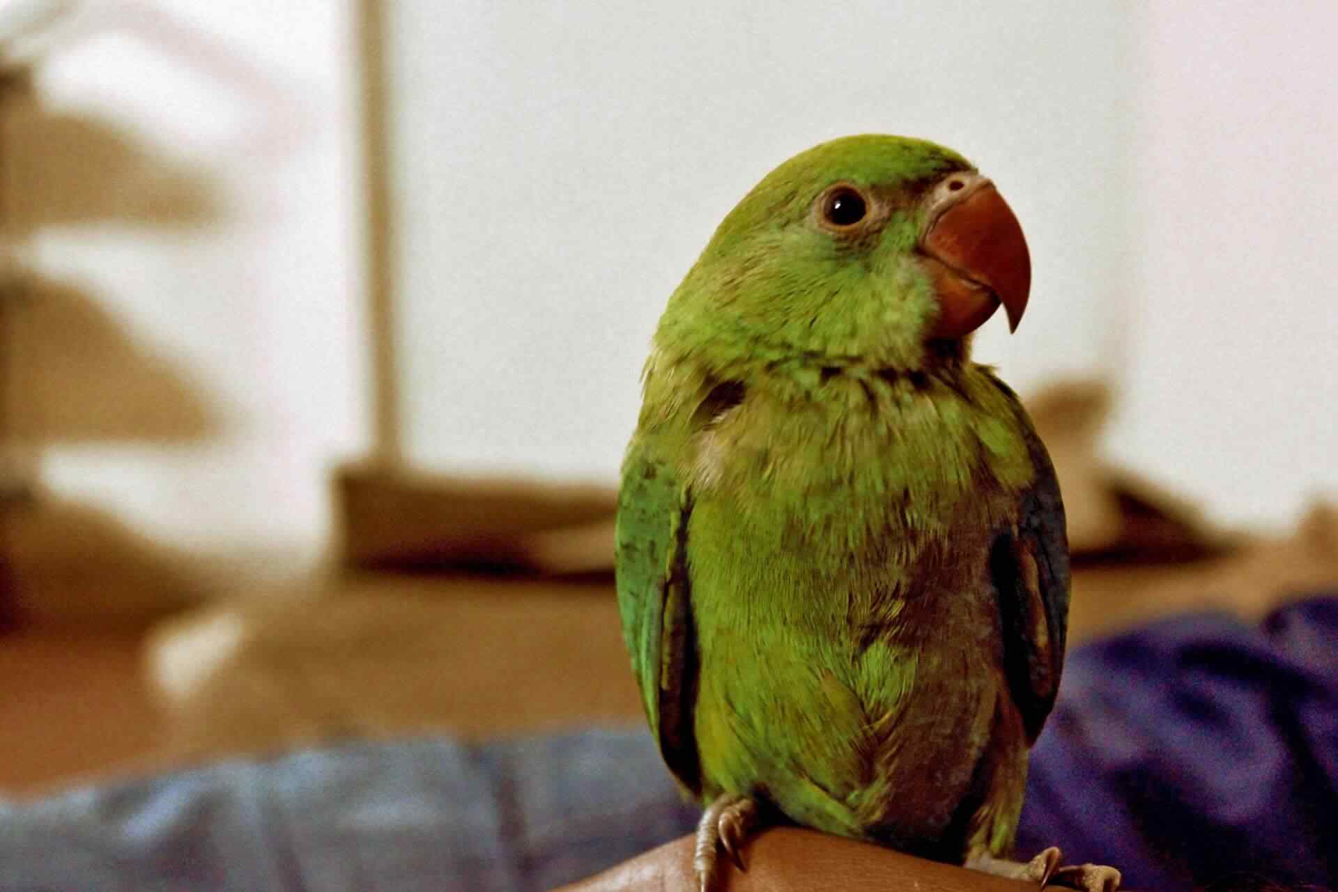 PETS-bird2.jpg